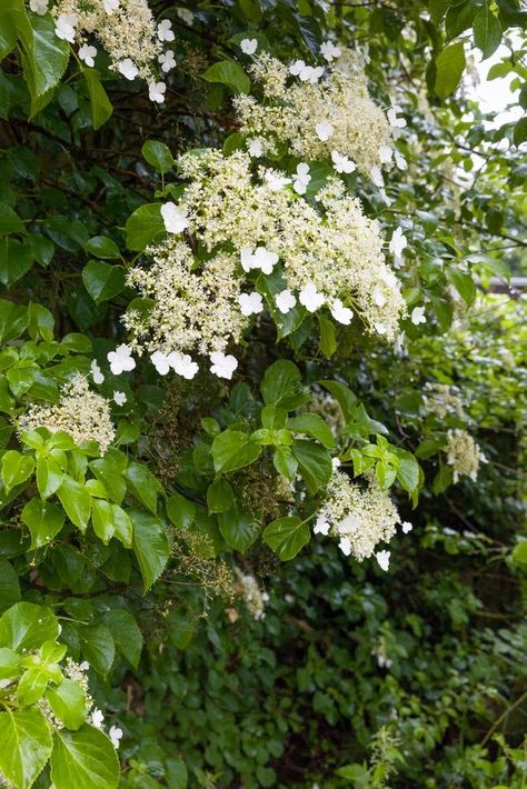 Hydrangea anomala subsp. petiolaris|climbing hydrangea/RHS Gardening Hydrangea Climbing, Dusty Colours, Shady Border, Hydrangea Petiolaris, Types Of Hydrangeas, Small City Garden, Pollinator Plants, Climbing Hydrangea, Back Garden Design