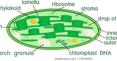 Chloroplast Diagram, Botanical Academia, Bio Drawing, Butterfly Painting, Photosynthesis, Good Notes, Life Science, Pictures To Draw, Pencil Art