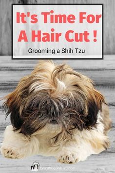 Shitzu Haircuts Girl, Shitzu Puppies Haircuts, Shihtzu Haircut Short, Shih Tzu Grooming Styles Short, Shih Tzu Haircuts Grooming, Shitzu Haircuts, Shitzu Dogs Haircuts, Shih Tzu Grooming Styles, Shih Tzu Hair Styles