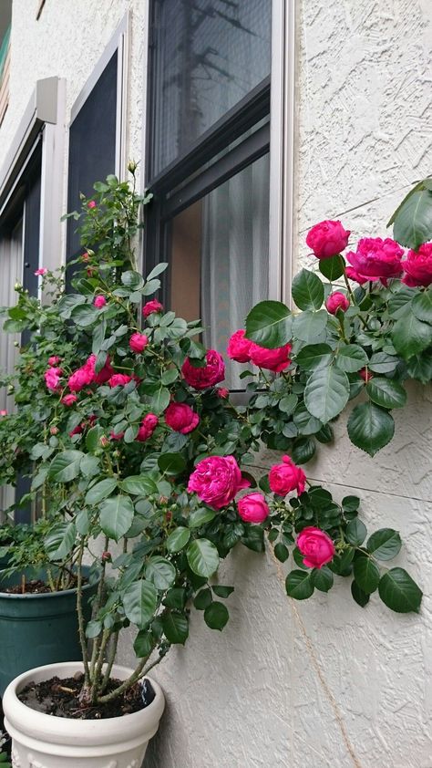 climbing roses
 in pots Climbing Roses In Pots, Roses In Pots, Patio Chico, Front Door Landscaping, Container Roses, Growing Sunflowers, Rose Garden Design, English Cottage Decor, Gardens Of Babylon