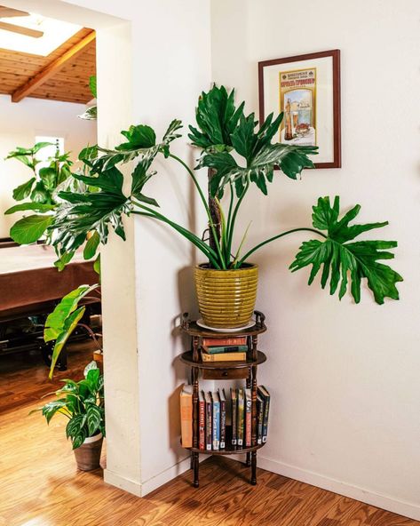 Essential Plants for a Bohemian Interior - Article On Thursd. Philodendron Bipinnatifidum, Types Of Ferns, Bohemian Interiors, Alocasia Plant, Philodendron Plant, Balcony Plants, Decorative Leaves, Green Bubble, Pothos Plant