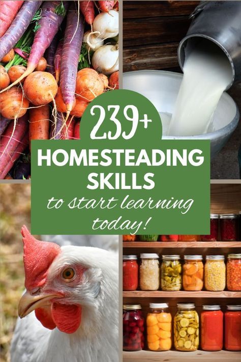 Four pictures- upper right pic is a pile of colorful root vegetables like purple carrots, radishes, and onions. Upper right is fresh milk being poured from a can into a bowl, bottom left is a white chicken with a red crest, and the bottom right is shelves filled with home canned food. Homestead Skills, Self Sufficient Homestead, Homesteading Diy, Homestead Gardens, Homesteading Skills, Survival Gardening, Homestead Living, Urban Homesteading, Living Off The Land