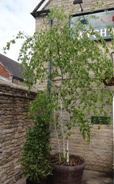 A silver birch in a pot is a must Silver Birch In Pots, Tall Trees In Pots, Large Trees In Pots Outdoors, Birch Tree In Pot, Potted Birch Tree, Silver Birch Small Garden, Trees In Pots Outdoors Backyards, Trees In Small Gardens, Small Tree In Pot