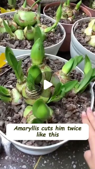 Seed to Flower on Instagram: "“Propagate Amarillus easily with just a few cuts, and new shoots will appear in 7 days! 

 #progardening #gardeninspiration #flowers #garden #plant #gardening #green #plantlover #indoorplants #flowers #garden #plants #plantlife #gardener #gardenlove #mygarden #green #gardenlife #gardeninspiration #gardenideas #gardenlove #gardendesign #gardenplants #gardeningcommunity #gardenloversclub" Taking Care Of Plants, Amaryllis Plant, Container Gardening Flowers, Gardening Hacks, Inside Plants, Garden Bulbs, Veg Garden, Succulents Indoor, Growing Seeds