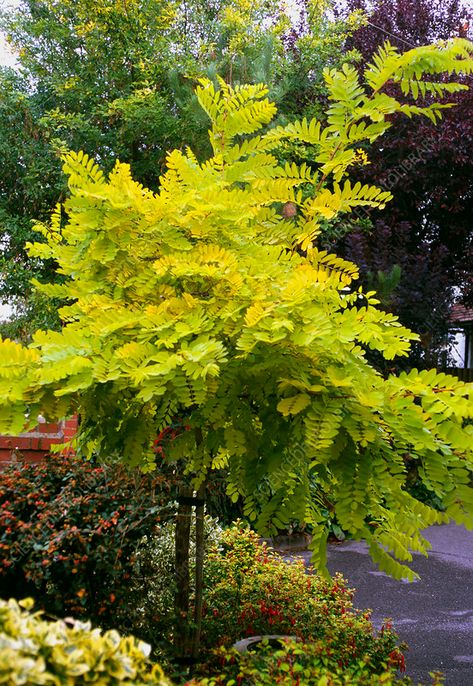 Robinia Pseudoacacia Frisia, Robinia Tree, Boxwood And Hydrangea, Perrenials For Shaded Areas, Flowers For Pollinators, Perrenial Gardens Layout, Perrenial Gardens Layout Front Yards, Tree In Garden, Perrenial Gardens