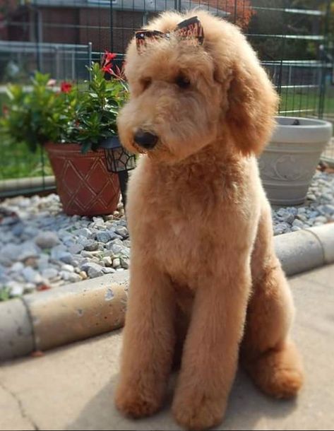 20+ Best Goldendoodle Haircut Pictures – The Paws Golden Doodle Haircut, Labradoodle Haircut Style, Labradoodle Haircut, Teddy Bear Goldendoodle, Doodle Haircuts, Labradoodle Grooming, Doodle Cuts, Doodle Grooming, Goldendoodle Haircuts