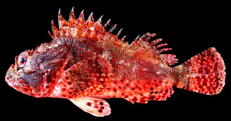 Eastern Red Scorpionfish, Scorpaena jacksoniensis Steindachner 1866 - The Australian Museum Fish To Draw, Rock Cod, Scorpion Fish, Fish Stand, Black Cod, Kingdom Animalia, Lion Fish, Fish Tattoo, Diving Center