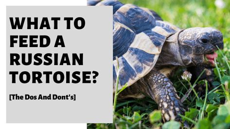 What To Feed A Russian Tortoise [The Dos And Don'ts] Russian Tortoise Care, Russian Tortoise Diet, Russian Tortoise, Tortoise Care, List Of Flowers, Dos And Don'ts, Best Diet, Small Pets, Tortoise