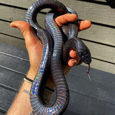 Mexican Black King Snake | Snake | Black Snake | Aesthetic | Adult Snake | Black Snake Aesthetic, Lizard Wallpaper, Mexican Black Kingsnake, Reptile Expo, Lizard Habitat, Thorny Devil, Lizard Types, Lizard Species, Lizard Tattoo