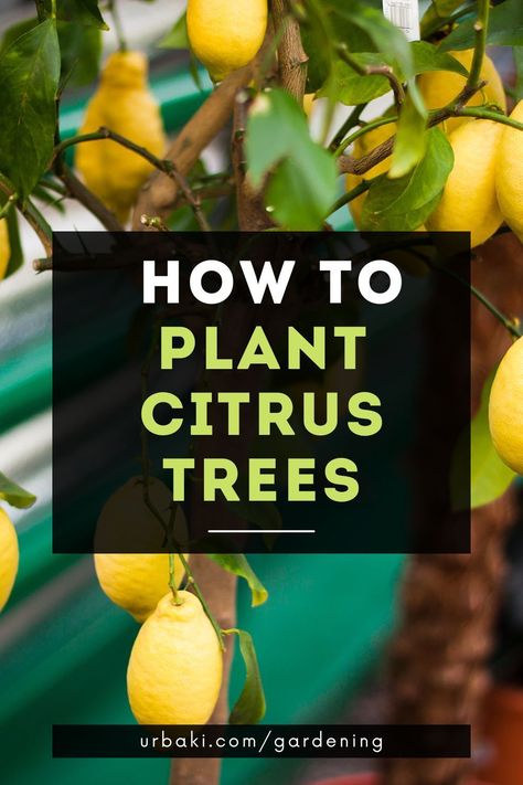 Planting citrus can be tricky, but with this video tutorial, you will be able to learn everything you need to, as it will give you a complete guide from A to Z on how to plant a citrus tree, including citrus tree care. for the first few months up to a year after planting.Most citrus fruits are self-fertile, so only one tree is needed for fruit production. On average, fruiting begins when the trees are between 3 and 6 years old. Satsuma Tree, Tangerine Tree, Spanish Garden, Strawberry Plants, Citrus Trees, Orange Tree, Tree Care, Citrus Fruit, One Tree