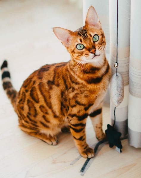 A cat sitting on the floor next to a wall photo – Free Cat Image on Unsplash Best Cat Litter, Tiger Images, Wall Photo, Free Cat, Animal Cat, Free Cats, Curious Cat, Bengal Cat, Cat Sitting