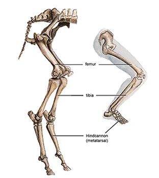 Anatomy Goat Leg Anatomy, Goat Skeleton, Satyr Costume, Leg Reference, Leg Anatomy, Leg Bones, Skeleton Drawings, Human Leg, Human Skeleton