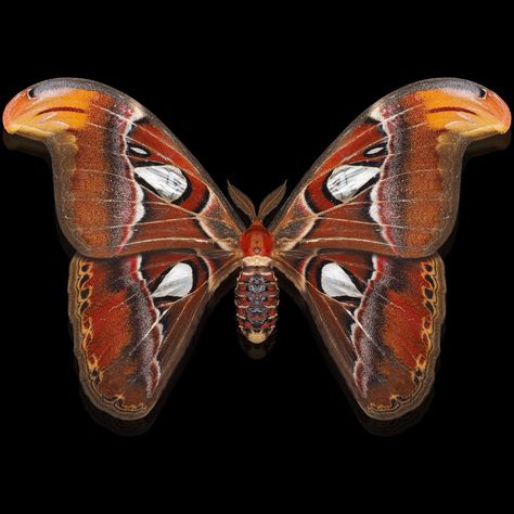 Aljosha Daele | The Famous Atlas Moth (Attacus Atlas) Many people like the little ‘mandala’ collage previous time so I decided to include another one with... | Instagram Mandala Collage, Attacus Atlas, Colorful Moths, Atlas Moth, Painting Inspo, Many People, Another One, Make Art, Cottage Core