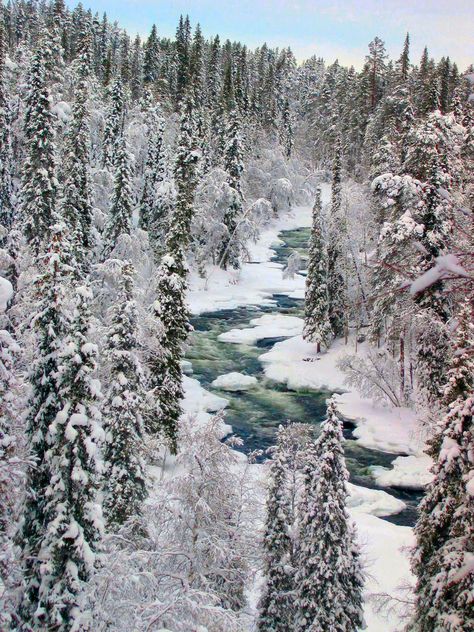 Winter in Taiga Forest Wallpaper Iphone, Works Cited, Easter Wallpaper, Boreal Forest, Forest Background, Winter Fairy, Forest Wallpaper, Fantasy Landscape, Watercolor Landscape