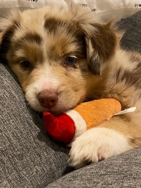 Red Merle Mini Australian Shepherd, Double Merle Australian Shepherd, Red Merle Australian Shepherd Puppy, Australian Shepherd Blue Eyes, Red Aussie, Red Merle Border Collie, Red Merle Australian Shepherd, Mini Australian Shepherd, Merle Australian Shepherd