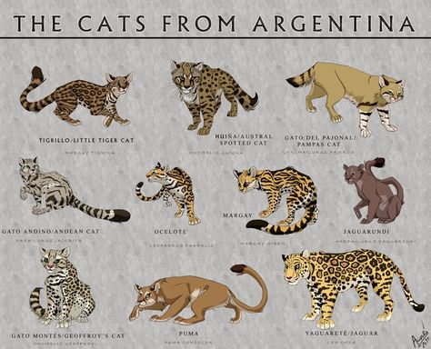 Cats from Argentina by Nothofagus-obliqua Spirit Animals Book, Feline Anatomy, Spotted Cat, Cat Species, American Animals, Big Cats Art, Types Of Cats, Animals Friendship, Animal Book