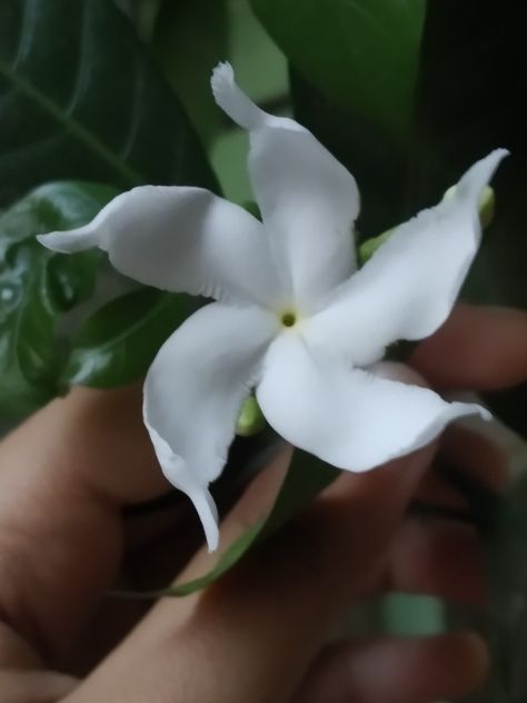 Tabernaemontana divaricata commonly called pinwheel flower, crape jasmine, East India rosebay and Nero's crown is an evergreen shrub native to South Asia and now cultivated throughout South East Asia and the warmer regions of continental Asia Tabernaemontana Divaricata, Crepe Jasmine, Pinwheel Flower, South East Asia, Evergreen Shrubs, South Asia, Flower Planters, East Asia, Southeast Asia