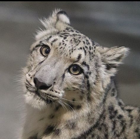 Snow Leopard Side View, Snow Leopard Side Profile, Snow Leopard Aesthetic, Snow Leopard Oc, Cute Snow Leopard, Snow Leopard Wallpaper, Cutee Animals, Animal Study, Gorgeous Cats