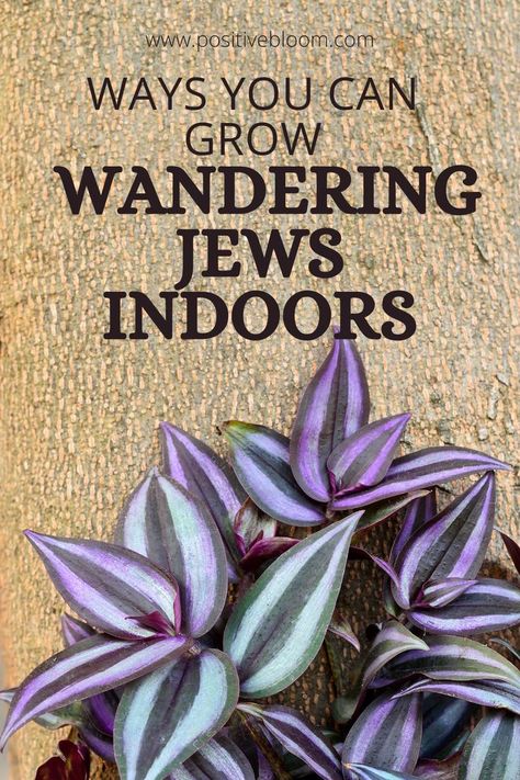 Check out these 17 unique ways you can grow your wandering Jew indoors and display them for most visual interest in your home decor. Wandering Jew Plant Care, Idaho Garden, Growing Ginger Indoors, Planter Flowers, Jew Plant, Wandering Jew Plant, Plant Jungle, Gardening Indoors, Types Of Houseplants