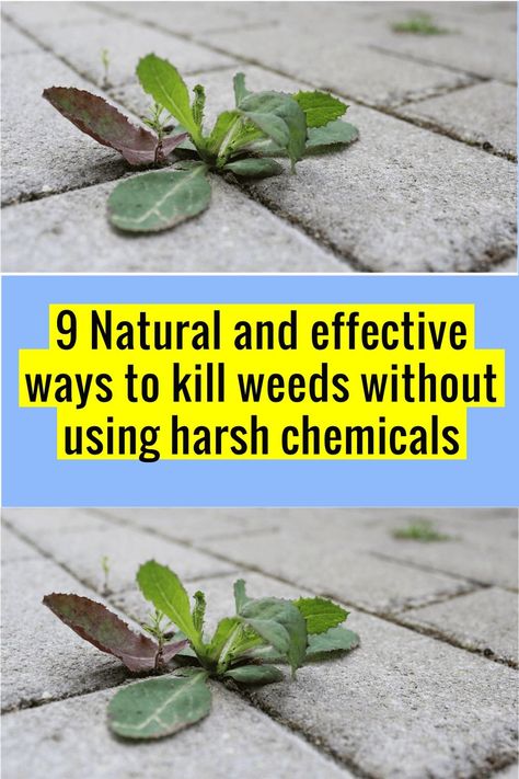 Kill Weeds Naturally, Kill Weeds, Wow Facts, Healthy Detox, Amazon Gift Card Free, Enchanted Garden, Morning Humor, Pesticides, Free Amazon Products