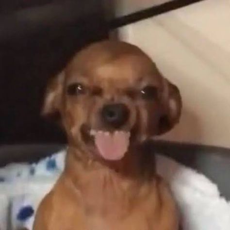 Weiner Dogs Funny, Cheesing Reaction Pic, Welp Reaction Pic, Light Skin Stare Dog, Dog Covering Nose With Paws, Selfie Reaction Pic, Sticking Tongue Out Reaction Pic, Stawpppp Reaction Pic, Chiuaua Puppy Funny