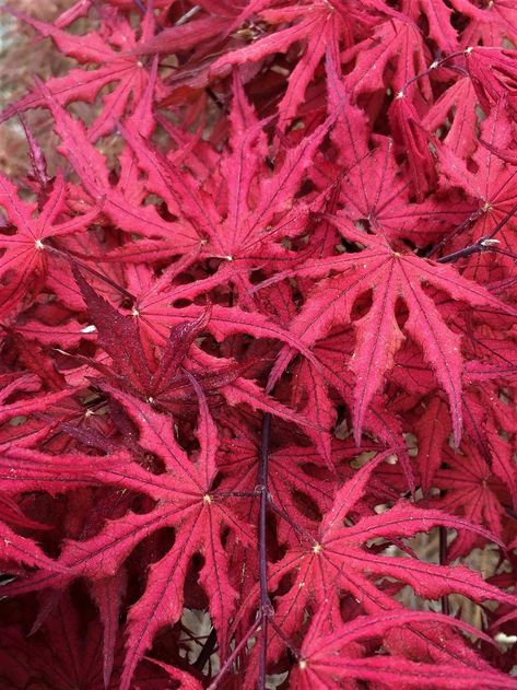 Acer palmatum ‘Purple Ghost’ Acer Garden, Coral Bark Japanese Maple, Purple Ghost, Japanese Plants, Maple Ridge, Japanese Maples, Maple Trees, Japanese Maple Tree, Acer Palmatum