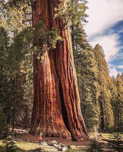 Redwood trees are here to teach us to dream big 🙏 Giant Sequoia Trees, Sequoia Tree, Redwood Tree, Ancient Forest, California National Parks, Sequoia National Park, Red Wood, Napoleon Hill, Go Hiking