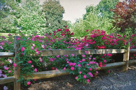 Flowers and split rail fence - Home Decorating Trends - Homedit Split Rail Fence, Country Fences, Fence Plants, Rustic Fence, Cheap Fence, Front Yard Fence, Rail Fence, Farm Fence, Garden Aesthetic