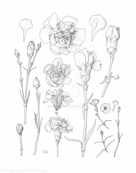 Carnation Sketch, Carnation Drawing, Poppy Flower Drawing, Carnation Flower Tattoo, Flower Anatomy, Carnation Tattoo, Dianthus Flowers, Dianthus Caryophyllus, White Carnations