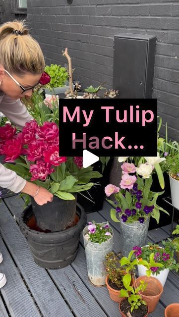 S O P H I E  V A L E N T I N E on Instagram: "My tulip hack…  I get asked a lot what I will be doing with my tulips once they are done flowering!  When I plant my tulips in containers I actually plant them in an inner pot.  This means that once they have finished flowering I can deadhead them and leave them to die back naturally.  If you want to keep your tulips for next year you MUST keep the foliage on as they photosynthesis and put the energy back into the bulb!  BUT…  For a reliable tulip display like mine I will always plant fresh each autumn.  The bulbs that I don’t want anymore I can then replant in my school garden at work.   What do YOU do with yours??  SOME tulips do come back for many years and a particular variety which is meant to is the Darwin hybrids. BUT I bought these for How To Grow Tulips In A Pot, Tulips In Pots Ideas, Tulips In Containers, Tulips In Pots, Tulip Display, Pots Ideas, Planting Tulips, Tulip Bulbs, School Garden