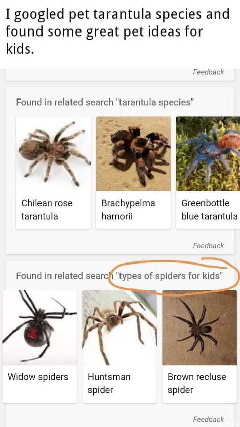 Spider Anatomy, Spiders For Kids, Spider Creature, Pet Tarantula, Huntsman Spider, Brown Recluse Spider, Types Of Spiders, Brown Recluse, Widow Spider