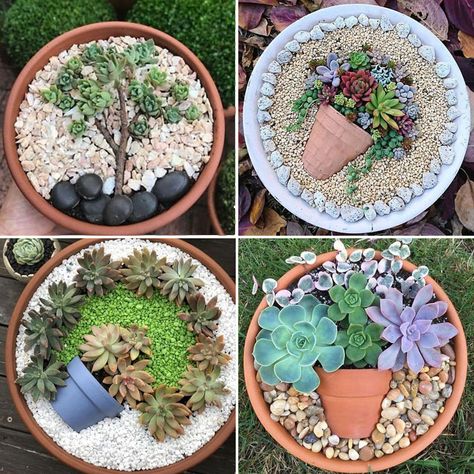 Succulent Designs In Pots, Terra Cotta Succulent Pots, Cactus And Succulent Garden Pots, Succulent Container Ideas Creative, Succulent Pot Arrangement Ideas, Succulent Plant Pot Ideas, Succulent Arrangements Terracotta, Succulent Clay Pot, Rock Garden In A Pot