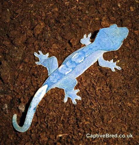 Blue Crested Gecko. No freakin way!! This has to be photo-shopped!?! If not I so want one for a project! So GORGEOUS! Cute Gecko, Crested Geckos, Pet Lizards, Cute Lizard, Reptile Room, Leopard Geckos, Cute Reptiles, Crested Gecko, Cold Blooded