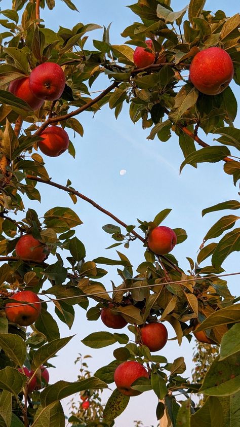 Apple Orchard Wallpaper, Apple Asethic Fruit, Fall Apple Orchard Aesthetic, Apple Trees Aesthetic, Apples Aesthetic Fruit, Fall Apples Aesthetic, Red Apples Aesthetic, Apples Wallpaper Fruit, Apples Astethic