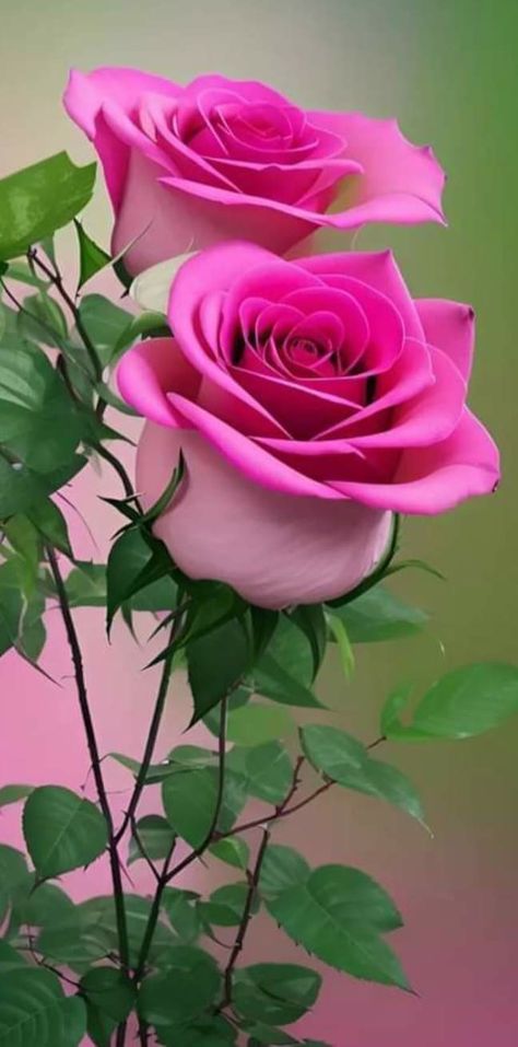 Pink Rose Pictures, Roses Only, Flowers For Mom, Good Morning Flowers Rose, Rose Flower Pictures, Beautiful Flowers Photography, Beautiful Flowers Photos, Lovely Flowers Wallpaper, Cute Flower Wallpapers