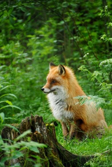 Fantastic Fox, Fabulous Fox, Fox Spirit, Wild Dogs, Cute Fox, Arte Animal, Woodland Creatures, Red Fox, Woodland Animals