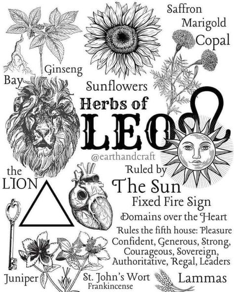 Herbs Of Leo, Leo Herbs, Zodiac Herbs, Astro Herbalism, Acab Tattoo, Earth Craft, Moon In Leo, Magic Herbs, Magical Herbs