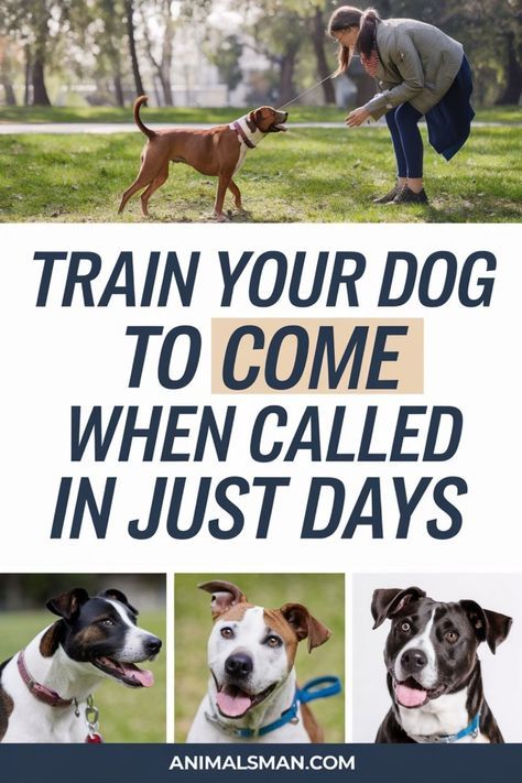 Daily Dog Training Routine, Easy Tricks To Teach Your Dog, Obedience Training For Dogs, Casual Fall Wedding, Dog Recall, Dog Obedience Training, Dog Commands, Dog Enrichment, Lack Of Motivation