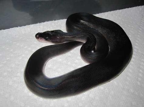 Super pastel black ball python Super Black Pastel Ball Python, Black Ball Python, Grell Sebastian, Fairytale Movies, Pet Snakes, Python Morphs, Ball Python Morphs, Ball Pythons, Cute Snake