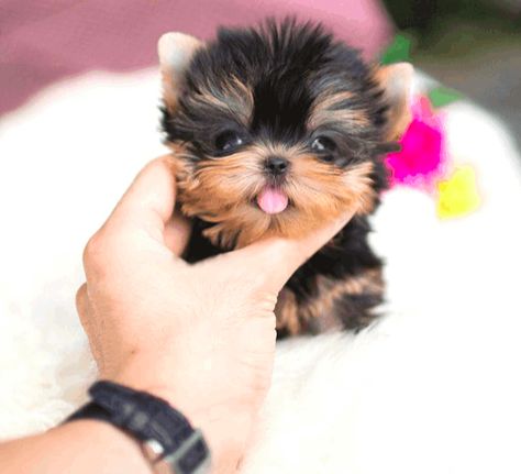 How Much Does a Yorkie and Teacup Yorkie Cost? - Yorkie Passion Micro Puppies, Teacups Puppies, Micro Teacup Puppies, Teacup Yorkies, Yorkie Poodle, Teacup Puppy, Cute Fluffy Dogs, Cute Teacup Puppies, Teacup Yorkie Puppy