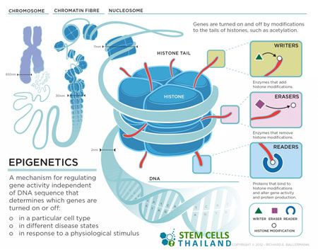 epigenetics-gene-expressions David Perlmutter, Mcat Study, Biology Resources, Ap Biology, Biology Lessons, Gene Expression, Biology Notes, Molecular Biology, Science Biology