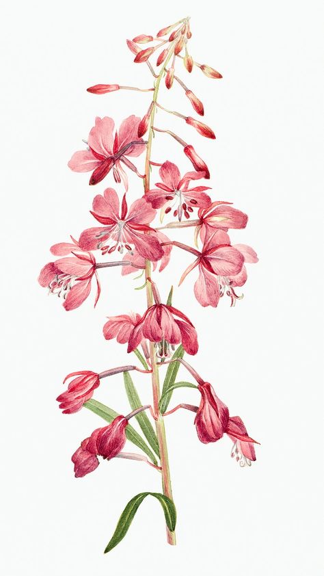 Pink fireweed flower botanical illustration watercolor, remixed from the artworks by Mary Vaux Walcott | free image by rawpixel.com / Moss Fireweed Tattoo, Fireweed Art, Alaskan Fireweed Tattoo, Milkweed Tattoo Botanical Illustration, Foxglove Illustration, Colorado Flowers, Fireweed Botanical Illustration, Flower Anatomy, Wildflowers Photography