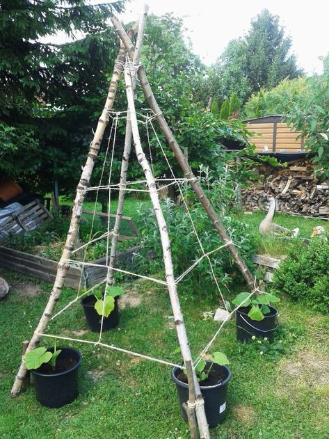 Vegetable Trellis, Plantarea Legumelor, Urban Backyard, Backyard Vegetable Gardens, Veg Garden, Vegetable Garden Design, Garden Care, Garden Trellis, Veggie Garden