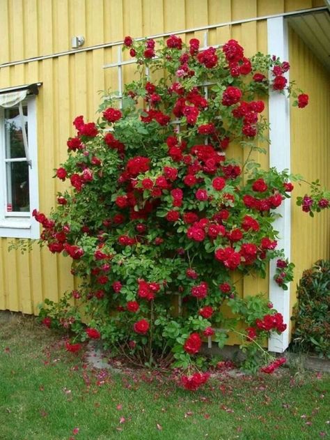 Wonderful ideas for fabulous decorations in the garden with climbing roses | My desired home Climbing Roses Trellis, Trellis Ideas, Rose Trellis, Diy Trellis, Climbing Rose, Diy Roses, Rose Trees, Growing Roses, Garden Fountain