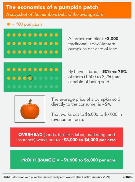 Pumpkin Patch Business, Planting Pumpkins, Pumpkin Seed Recipes, Fall Pumpkin Decor, Biggest Pumpkin, Learn Marketing, Pumpkin Contest, Farm Business, Pumpkin Patches