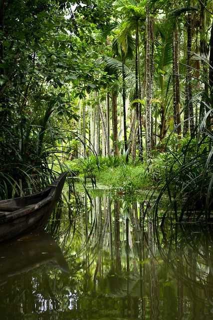 Kerala backwaters Kerala Backwaters, Kerala Tourism, God's Own Country, Arabian Sea, Travel India, Kerala India, Beautiful Travel, South India, Incredible India