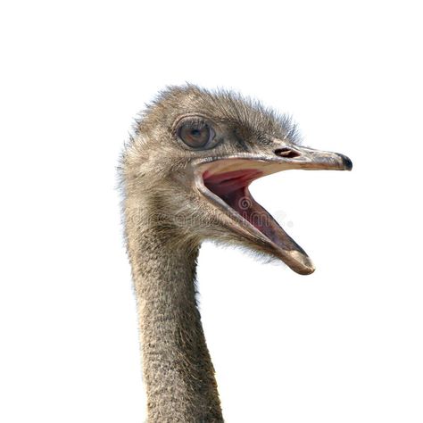 Ostrich Head, Folk Stories, Graphics Animation, Kids Projects, Protein Bar, Motion Graphics Animation, White Image, Stock Photography Free, Kids Art Projects