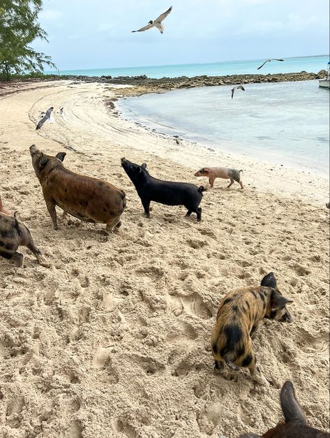 Animal Lover Aesthetic, Island Vibes Aesthetic, Bora Bora Pigs, Bahamas Vacation Pictures, Bahamas Aesthetic, Pig Beach Bahamas Aesthetic, Pig Island Bahamas, Pigs On The Beach, Pig Beach Bahamas