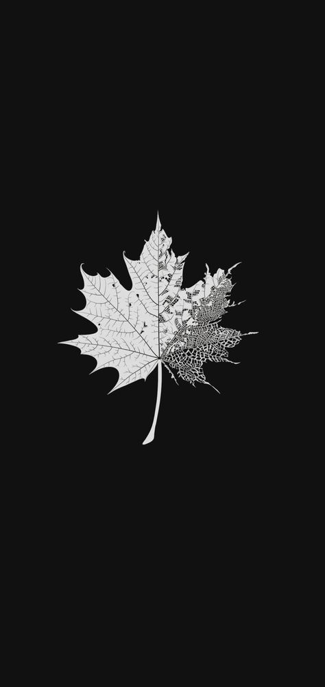 Maple Leaf designed in Adobe Illustrstor. Maple Leaf Wallpaper Aesthetic, Daun Maple Aesthetic, Maple Leaves Aesthetic, Maple Leafs Aesthetic, Leaf Wallpaper Aesthetic, Maple Leaf Aesthetic, Maple Leaf Wallpaper, Maple Wallpaper, Maple Logo