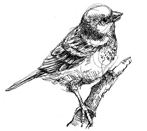 Sparrow Drawing, Micron Pen Art, Pen Art Work, A Level Art Sketchbook, Bird Sketch, Pen Art Drawings, Etching Prints, Pen Sketch, Pencil Art Drawings